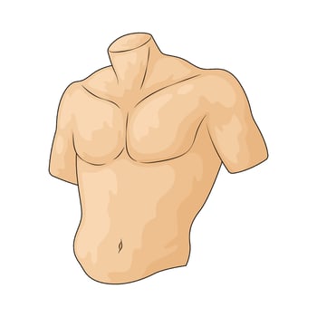 Human chest illustration vector