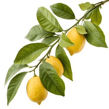 Ripe yellow lemons on a branch with vibrant green leaves, isolated on transparent backdrop png