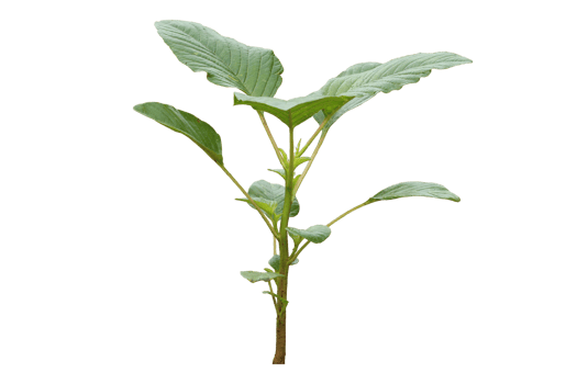 young Amaranthus dubius plant isolated on transparent background png