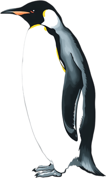 Emperor penguin showcasing elegant cold charisma. . png
