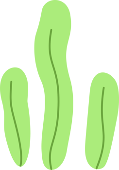 Green Seaweed Aquatic Plant Illustration png
