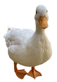 isolated white duck on trasparent background. cute animal pet concept. png