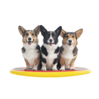 Three adorable corgis sit happily on colorful surfboard, showcasing their playful and adventurous spirit. dogs cheerful expressions add joyful vibe to scene png