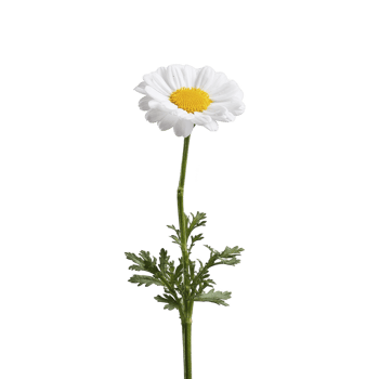 Single white daisy with yellow center stands against plain background, showcasing its delicate petals and green stem. simplicity and elegance of flower evoke sense of calm and purity png