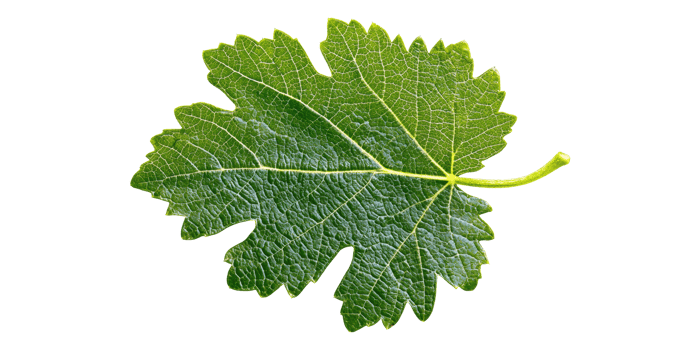 Green Grape Leaf Isolated On Transparent Background png