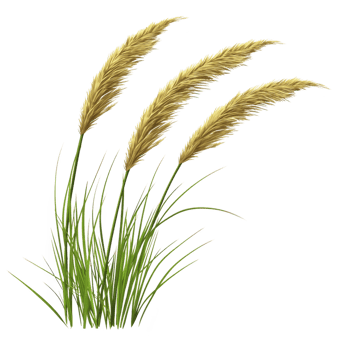 Golden pampas grass with tall, feathery plumes sways gently, evoking sense of calm and natural beauty. lush green stems add contrast, enhancing overall aesthetic png