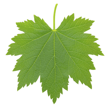 Vibrant green maple leaf with distinct veins and serrated edges, isolated on transparency background, showcasing nature intricate design png