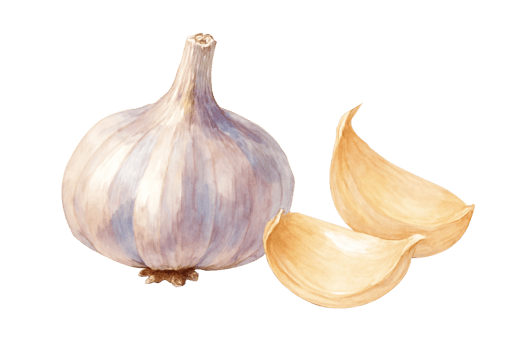 Watercolor Garlic Illustration png