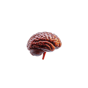 detailed illustration of human brain showcases its intricate structure, highlighting complexity of neural pathways and cerebral anatomy. image emphasizes brain role cognition and thought processes png