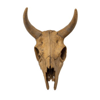 weathered animal skull with prominent horns, likely from cow or buffalo, is displayed against plain background. skull texture and color suggest age and exposure to elements png