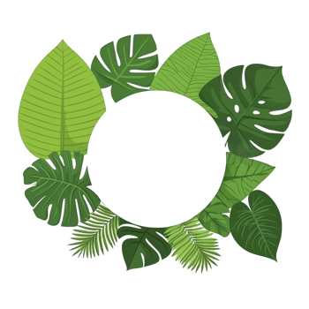 circular frame made of various green tropical leaves, including monstera and palm leaves, creates natural and fresh design. vibrant foliage forms lush border around empty center space png