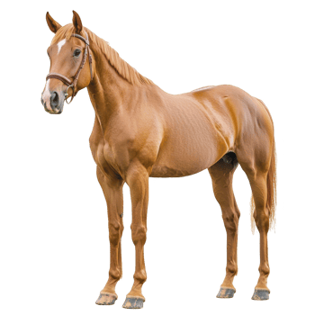 Majestic chestnut horse stands gracefully, showcasing its muscular build and shiny coat. horse wears bridle, highlighting its readiness for riding or competition png