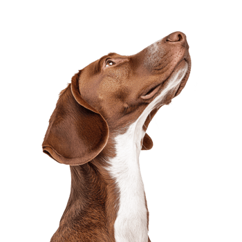 Brown and white dog with floppy ears looks upward with curiosity and alertness, showcasing its sleek fur and attentive expression png