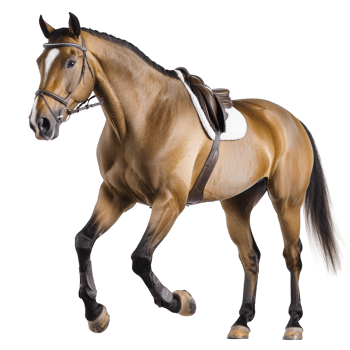 majestic brown horse with white blaze on its face stands gracefully, wearing saddle and bridle, ready for riding. Its muscular build and shiny coat reflect strength and elegance png