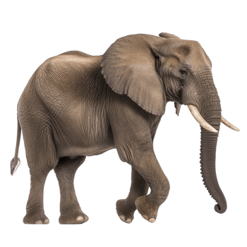 Majestic African elephant stands gracefully, showcasing its large ears and long tusks. textured skin and powerful stance highlight its strength and presence png