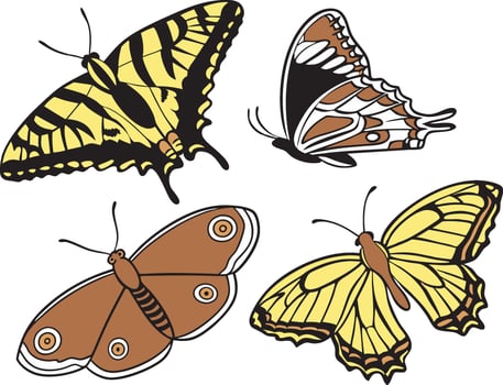 Colorful Butterfly and Moth Clipart Illustration vector
