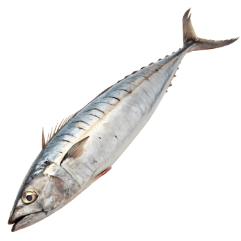 Sleek Barracuda Fish Isolated on Transparent Background png