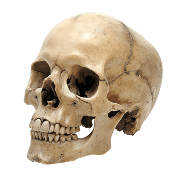 Human Skull Isolated on Transparent Background png
