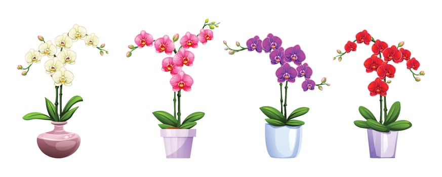 Orchids in various colors and blooming stages with decorative pots. Cartoon illustration vector