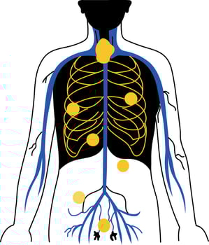 A doodle style illustration showing lymphatic system vector