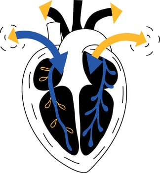 A sketchy illustration showing heart blood circulation vector