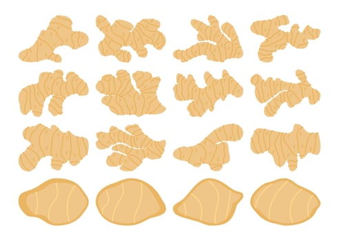 Illustration set of ginger featuring various root shapes and slices. Perfect for health, food, or organic-themed designs, suitable for packaging, branding, and educational visuals.z vector