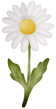 White daisy flower transparent background png