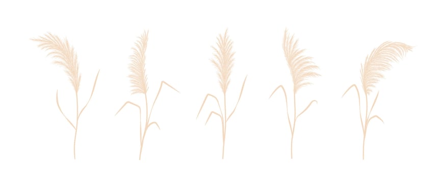 Dry pampas grass collection. Set of cortaderia in boho style. dried flowers isolated on white background. Trendy element design for wedding invitations, postcards, home interior vector