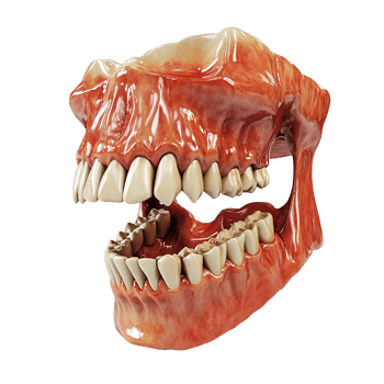 Human Mouth Model With Teeth Transparent Background png