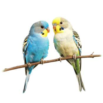 Two budgies on a branch on transparent background png