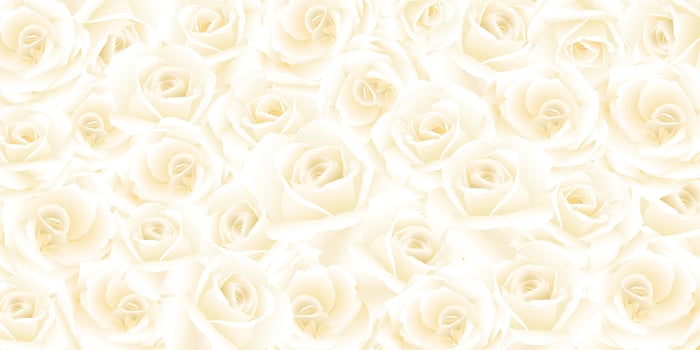Blooming white rose flowers pattern background graphic illustration. vector