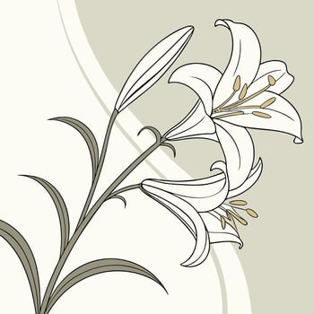 Crisp White Lily with Graceful Long Petals vector