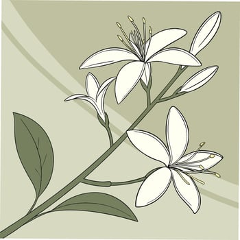 Delicate White Jasmine with Thin Pointed Petals vector