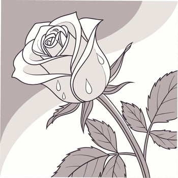 Delicate White Rose with Dew Drops on Each Petal vector