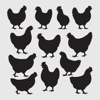 Set of chicken black silhouettes isolated on a white background vector
