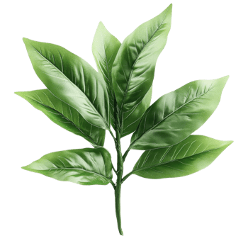 Green leaves on a branch on transparent background png