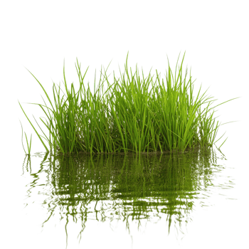 Grass growing in water on transparent background png