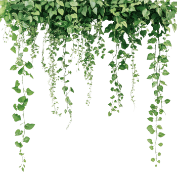 Hanging vines with leaves on transparent background png