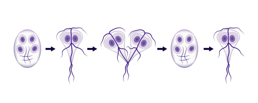 Giardia lifecycle showing cysts and trophozoites stages vector