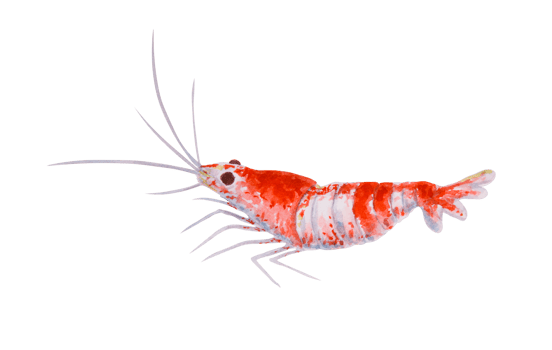 Red and white striped shrimp. Watercolor marine illustration of a crustacean similar to Crystal Red Shrimp or Cleaner Shrimp. Great for ocean travel, diving, aquariums, seafood and reef designs. png