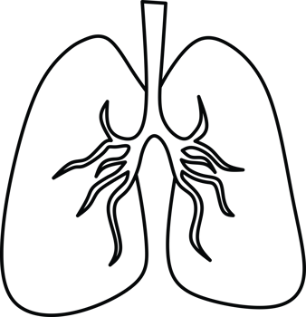 Human lungs outline diagram. Respiratory system. png