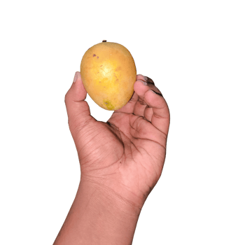 hand holding an mango png