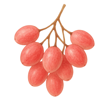 Karonda watercolor illustration png