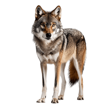 Gray Wolf Animal Standing Full Body Isolated at the Transparent Background png
