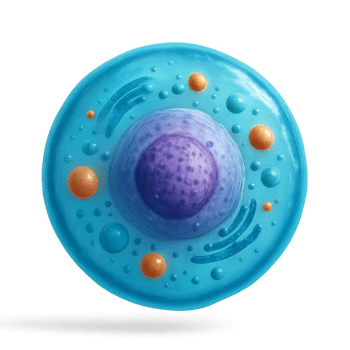 3D Human Cell Model with Colorful Elements and Simple Design png