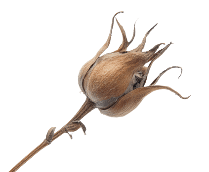 Dried cotton flower stem with natural texture and details png