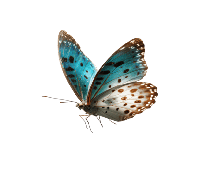 Colorful butterfly perched in natural setting during spring png