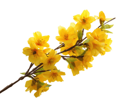 Yellow flowers ideal for spring decor and arrangements png
