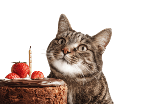 Cat celebrating with chocolate cake and strawberries for birthday png
