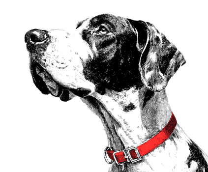 Great Dane with red collar showing proud expression png